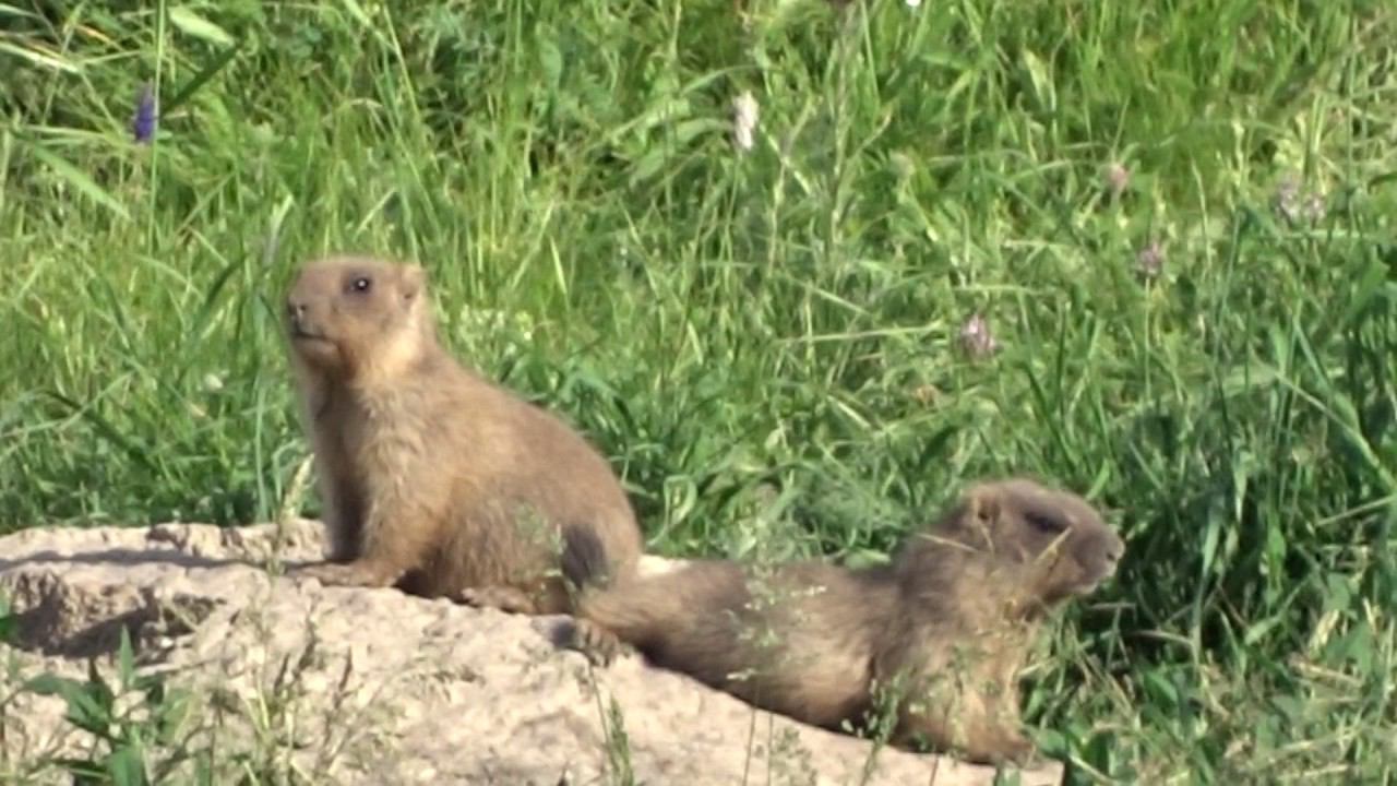 Сурки в саратове на воле весна. смотреть онлайн