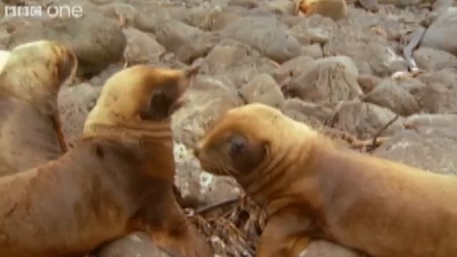 Best of BBC Talking Animals смотреть онлайн