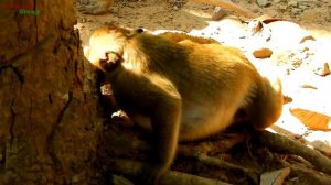 MG, Small monkey Kari bites with Sweetpea in front of Popeye, Mom Popeye doesn't care