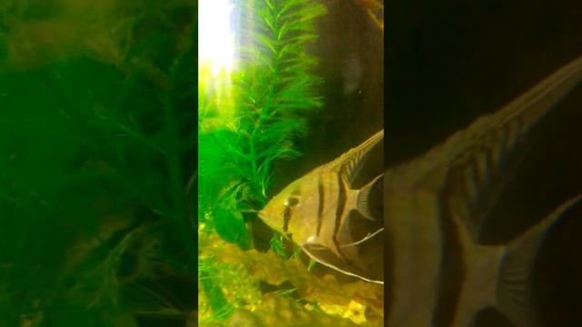 Болезнь скалярии 4 смотреть онлайн