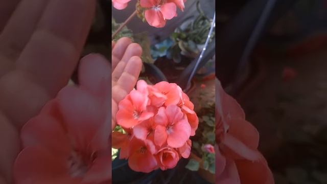 sardunya tohum alma смотреть онлайн