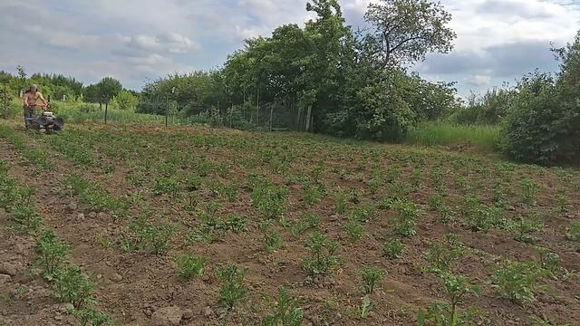 ?ОКУЧИВАНИЕ ?картофеля ДИСКОВЫМ ?ОКУЧНИКОМ, сделанным СВОИМИ РУКАМИ?. Мотоблок АГАТ смотреть онлайн