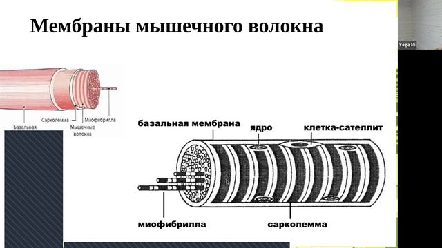 Устройство мышечного волокна. Фасции. сокращение и расслабление МВ 20221005 смотреть онлайн