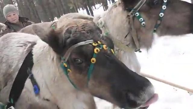 Игорь Шипков на гастролях в Архангельской области , 25 марта 2019. смотреть онлайн