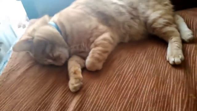 Коты постоянно СПЯТ!!! смотреть онлайн