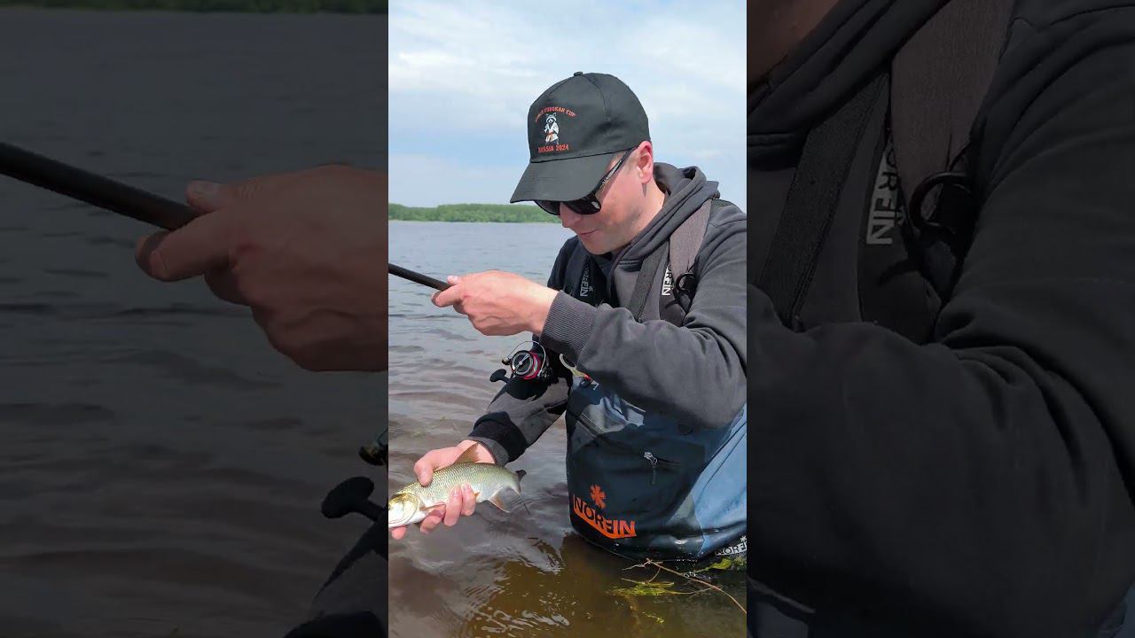 Рыбалка на спиннинг Отпускаем жереха #shortvideo #fishing #рыбалка #fishingvideo #fish #лето смотреть онлайн