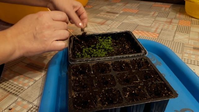 Распикировала землянику мелкоплодную. Ура! смотреть онлайн
