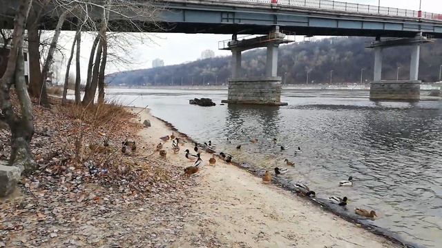 Зима 2021. Красивые утки на реке Днепр в Киеве. Winter. Beautiful ducks on the Dnieper River in Kie смотреть онлайн