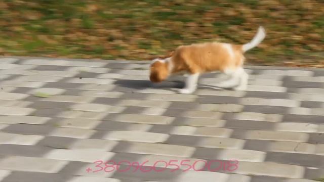 Кавалер Кинг Чарльз спаниель девочка документы КСУ-FCI ждёт своих мампап смотреть онлайн