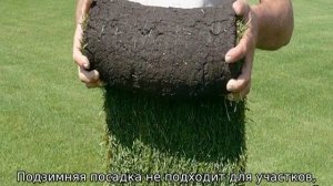 Когда сеять газонную траву: осенью или весной