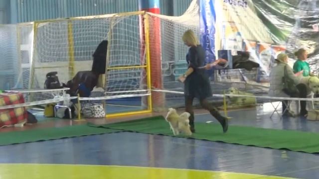 Иркутск 09.02.14 Региональная выставка Агатис ЖГУЧИЙ ПЕРЧИК смотреть онлайн