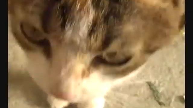 Mimi. Малышка Мими. смотреть онлайн