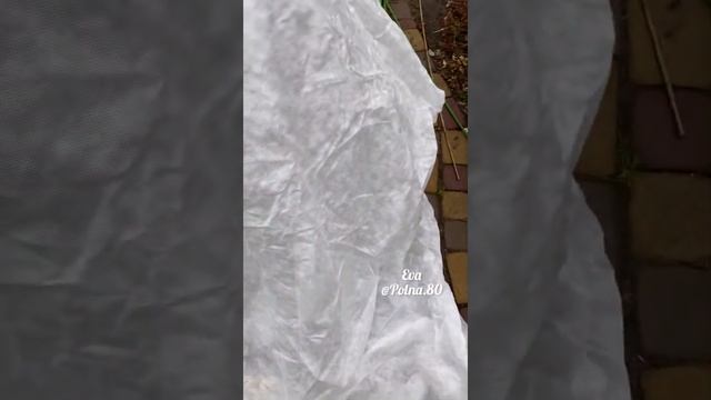 УКРЫВАЕМ РОЗЫ ? ПРАВИЛЬНО! Готовим к Зиме смотреть онлайн