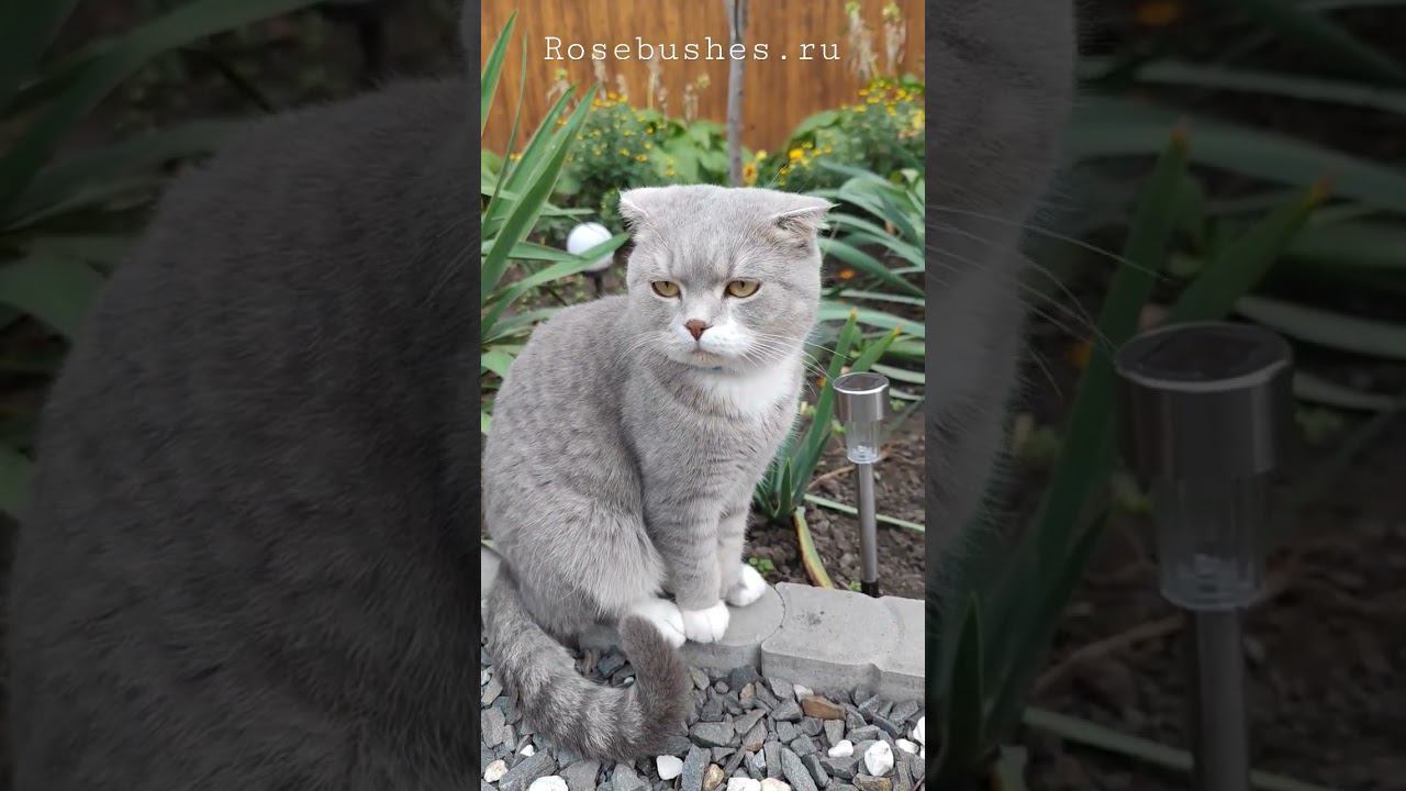 моя Люси rosebushes.ru смотреть онлайн