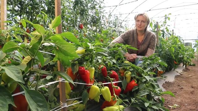 ПЕРЕЦ АДМИРАЛ F1 ранний урожай смотреть онлайн