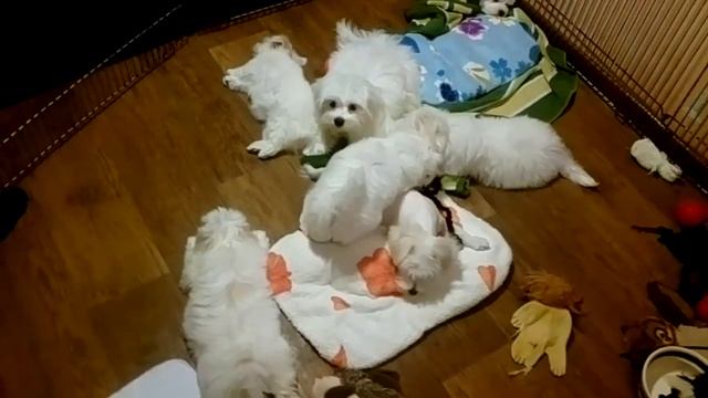 Мальтезе (мальтийская болонка) щенки клубные Москва смотреть онлайн