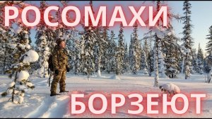 ОХОТА НА СОБОЛЯ Серия № 22 Весна Росомахи атакуют Соболь