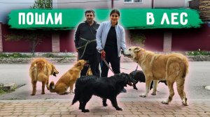 Выгуливаем ВСЕХ собак. Нашли кота в лесу. Джина сбежала. На Розу кинулся пекинес.