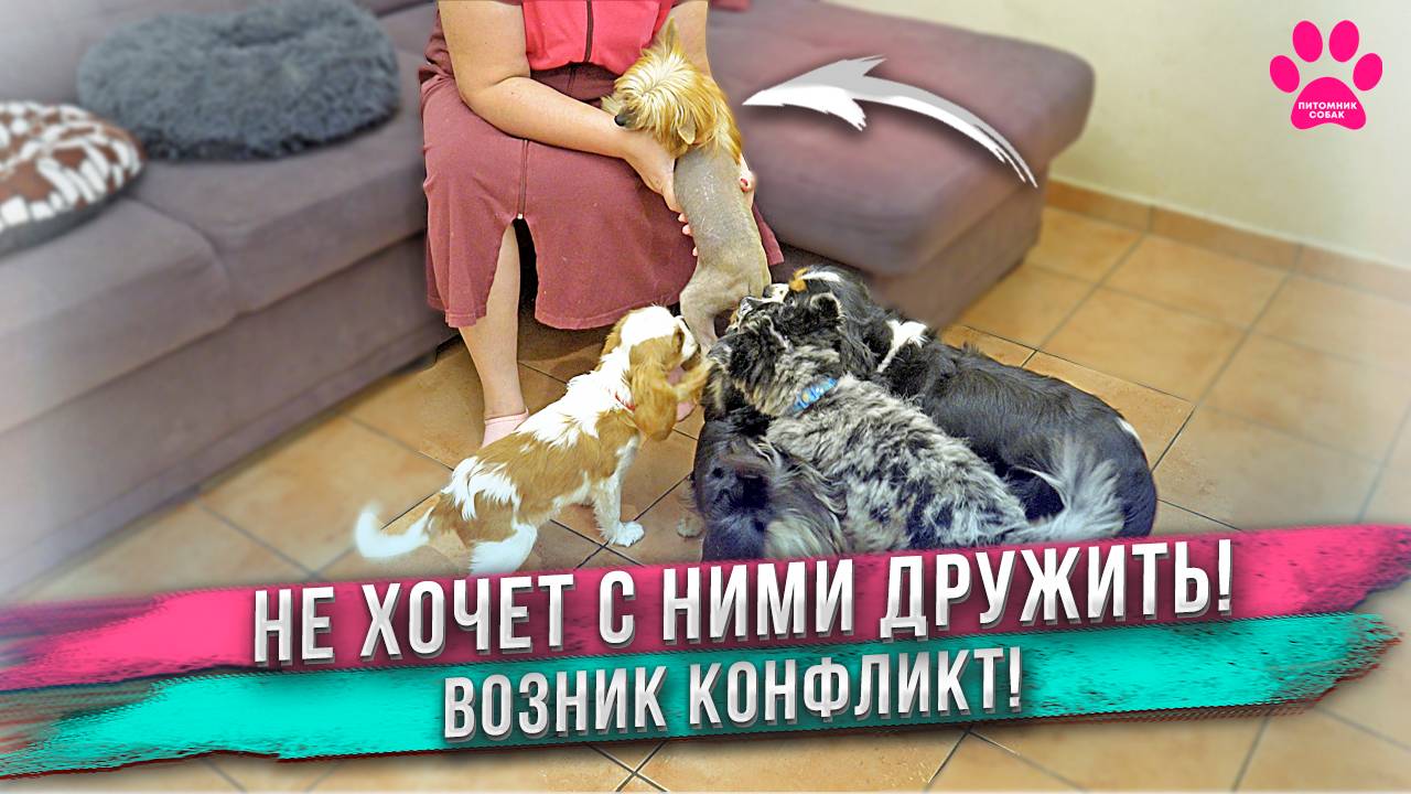 Новая собака не хочет дружить с нашими собаками. Щенок не рад новым друзьям! Яна на выставках собак. смотреть онлайн