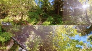 360° VR Forest Walk along Pratt River Trail - 8K Summer Nature Scenery and Forest Sounds