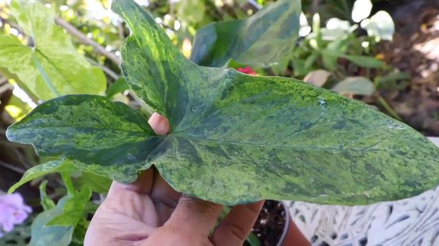 STEVE'S LEAVES HOUSEPLANT UNBOXING - I DIDN'T EXPECT THIS! Online Shopping, Haul & Review смотреть онлайн