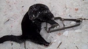 Ловля Норки Капканом