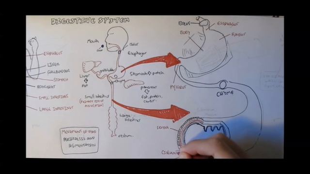 Digestive System Anatomy смотреть онлайн