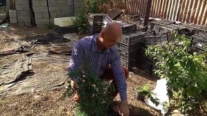 РАЗМНОЖЕНИЕ МОЖЖЕВЕЛЬНИКА 100% УКОРЕНЕНИЯ ЗА 1.5 МЕСЯЦА!!!