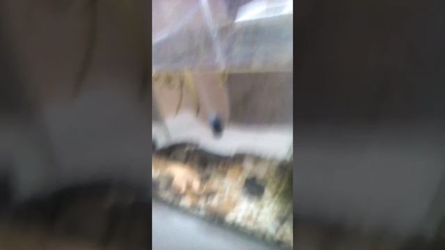 Уход за тритоном и лягушкой смотреть онлайн