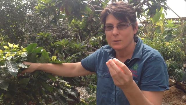 Dwarf Coffee Tree - Catui - Bright Red Fruit & Beans смотреть онлайн