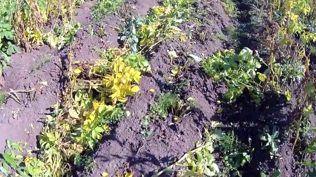 07 - Мотокоса для скашивания ботвы картофеля. Brushcutters for mowing potato tops смотреть онлайн