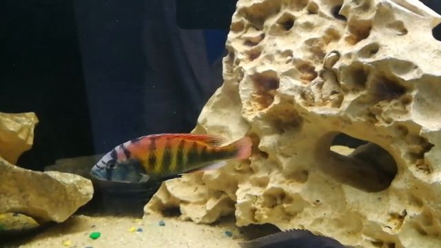 haplochromis pundamilia nyererei ruti island смотреть онлайн