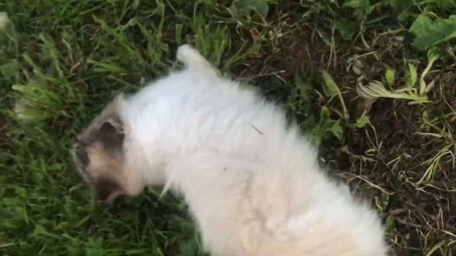 Кот напал на хозяина | кот Лёва смотреть онлайн