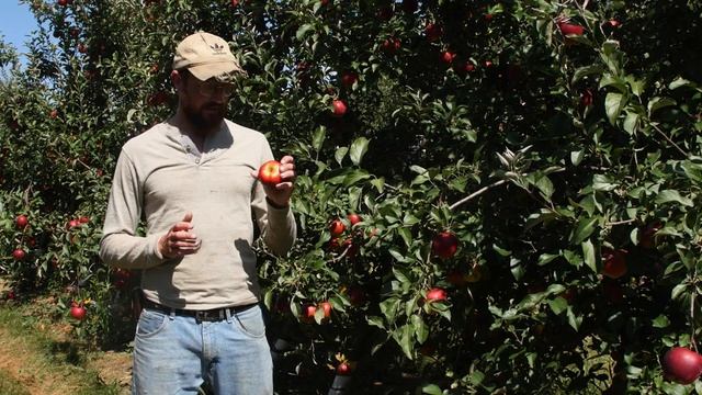 Crimson Crisp Apples | Bite Size смотреть онлайн