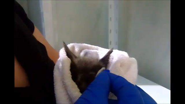 ПРИЮТИЛИ СЕРОГО КОТЕНКА. ПЕРВЫЙ ДЕНЬ ДОМА. смотреть онлайн