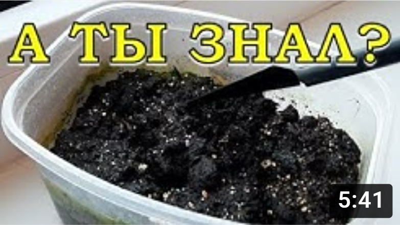 ПЛЕСЕНЬ на грунте с рассадой: почему, что делать, меры профилактики