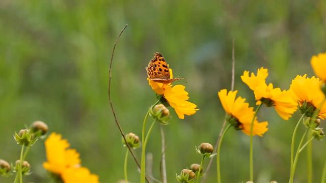 A Butterfly Resting On A Flower No Copyright Videos смотреть онлайн