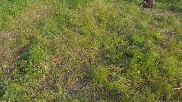 Сенокос вручную и заготовка сена без механизации.