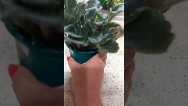 Про рост фиалок