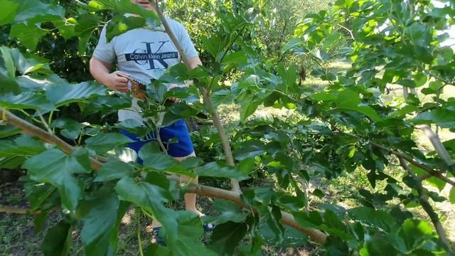 Снова на даче Ветер сломал деревья смотреть онлайн