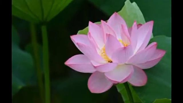 Елка-Прованс