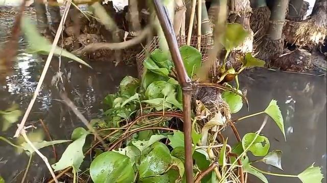 Underground Big Fish Catching By Old Technique | Primitive Fishing After Rain смотреть онлайн