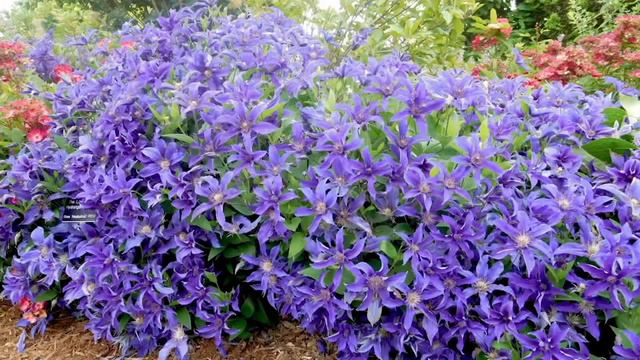 Cottage Farms 3-Piece Sapphire Indigo Groundcover Clematis on QVC смотреть онлайн