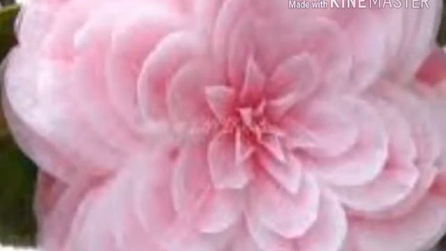 Камелія смотреть онлайн