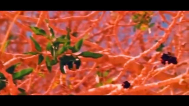 Kuntu Maitan - Дерево, под которым отдыхал Пророк Мухаммад (ﷺ) смотреть онлайн