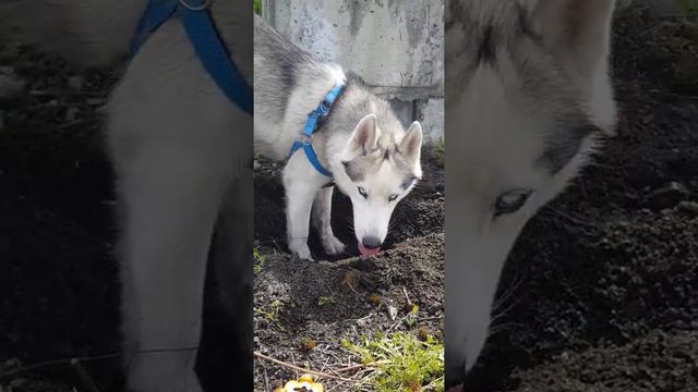 Хаски копает яму смотреть онлайн