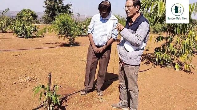 Dendrocalamus giganteus बांबू लागवडीबाबत अशोकराव देशमुख यांची पाटलोबा पाटील यांनी घेतलेली मुलाखत смотреть онлайн