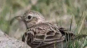 Чайковский Песня жаворонка