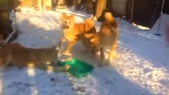 Копия видео "Копия видео "Акита ину"" смотреть онлайн