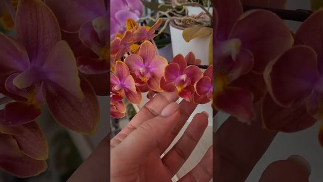 Домашнее цветение моих парфюмерных фабрик! Phal. Odorion?, Orange?, Dusty Belle? смотреть онлайн